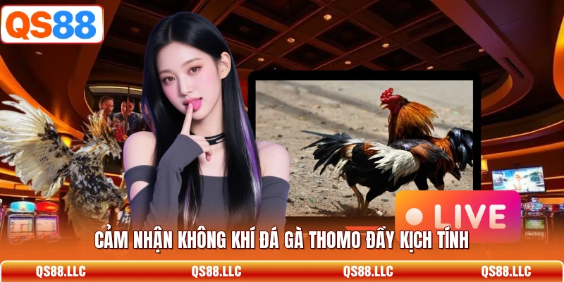 Cảm nhận không khí đá gà thomo đầy kịch tính 