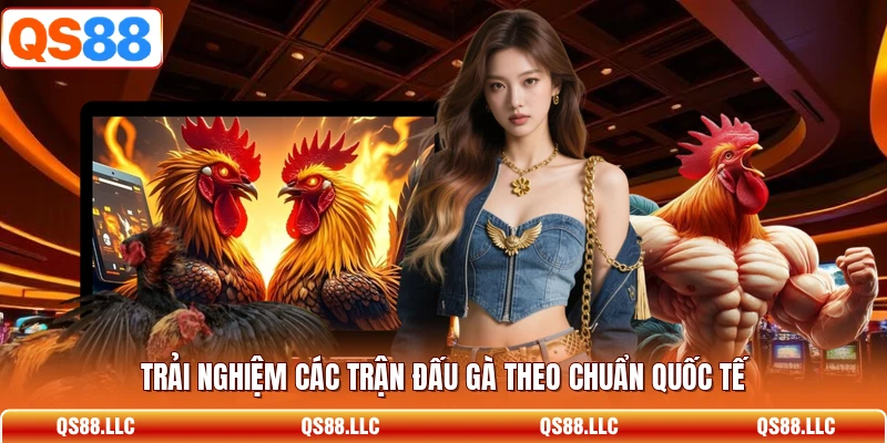 Trải nghiệm các trận đấu gà theo chuẩn quốc tế 